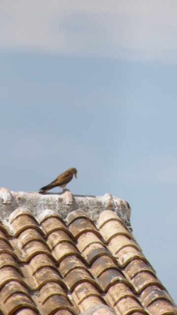 Biodiversity protection on highways