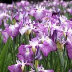 Iris japónica