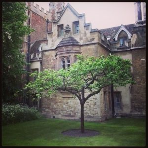 The famous Apple tree under which Newton discovered gravity taken by @Richardstandrews