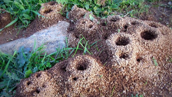 Ants tunnels