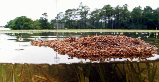 Ants in a lake