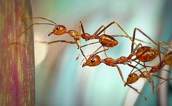 Ferrovial Blog- Ants working together