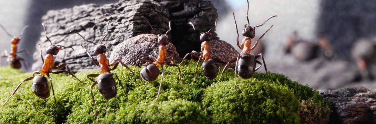 Por qué las hormigas construyen hormigueros y cuáles son sus