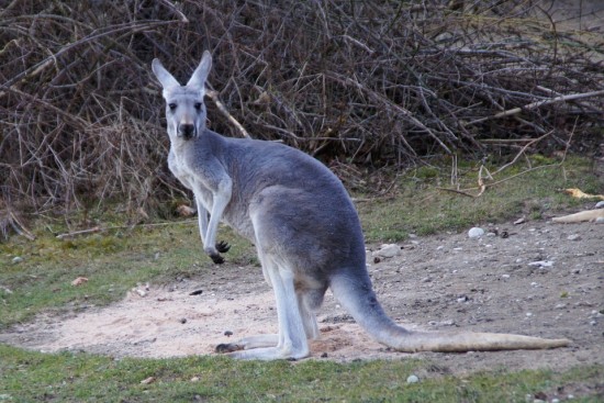 Christmas traditions- Australian kangaroo
