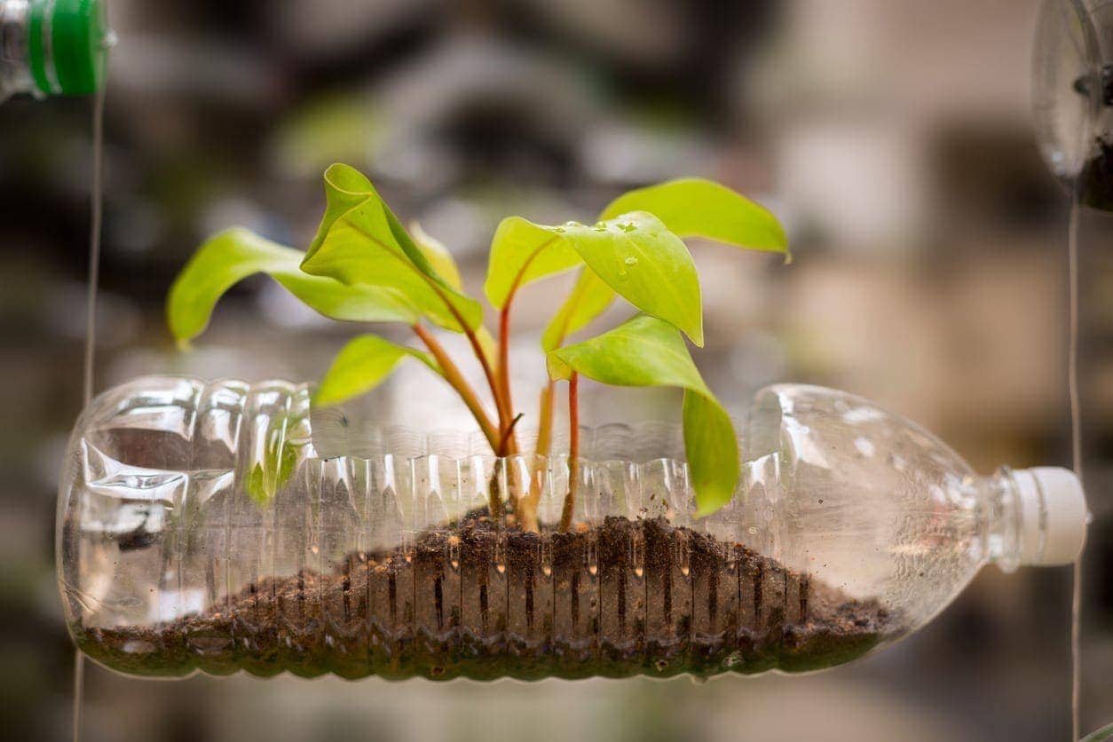 Empty plastic bottle use as a container for growing plant, recycling green concept