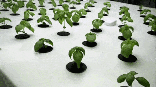 environment tips plants