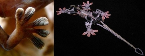 biomimetric design gecko