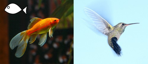 Biomimetic design fish bird
