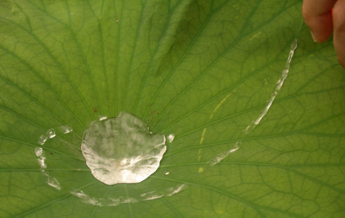 Biomimetic design lotus effect