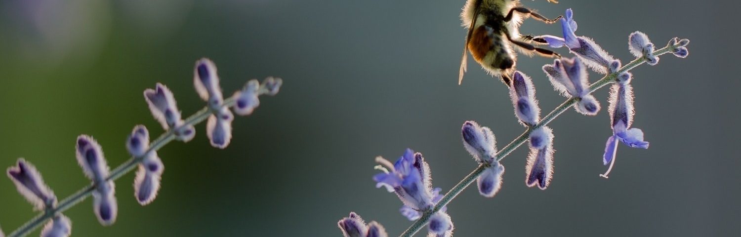 importancia insectos ecosistema medio ambiente