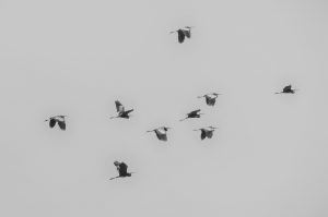 Movimiento migratorio de aves, metáfora con el éxodo de la raza humana