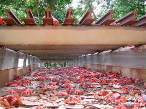 cangrejo rojo migrando por paso subterráneo