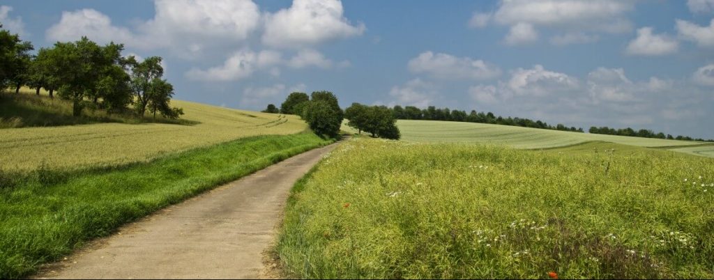 Landscape with grass, trees and a path or rural road