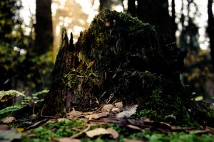 proceso circular de residuos en la naturaleza