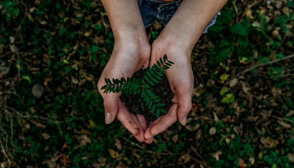  Image of hands holding a plant with the earth, seen from above