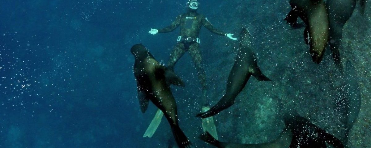 diving with sea lions