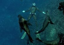 diving with sea lions