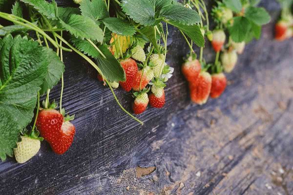 Plants with strawberries.