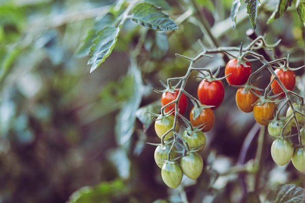 Tomato plant with several fruits ripening.