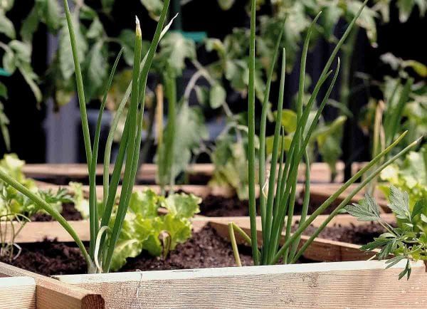 Garden with different plants in wooden planters.