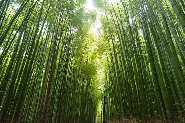 bamboo forest