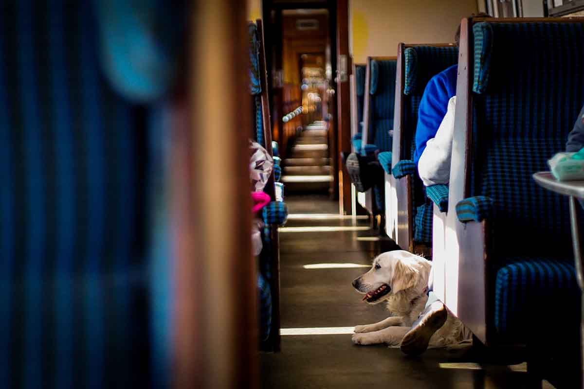 Un perro viaja sin necesidad de transportín en un tren en Escocia. John Crozier (Unsplash)