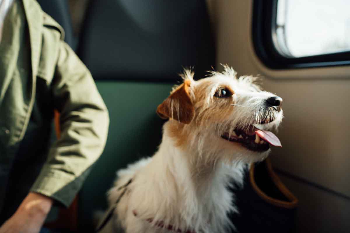 consejos para viajar con perros