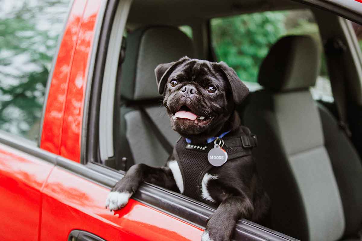 viajes en coche con perros