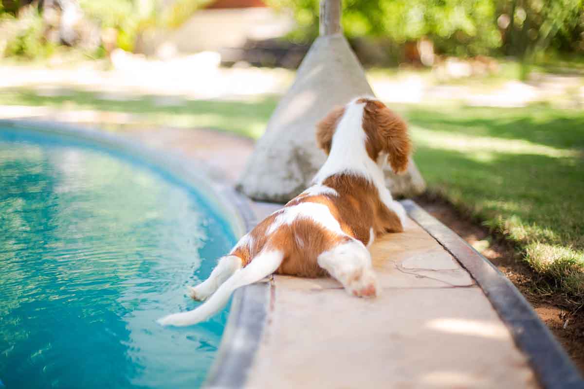 viajar con perros calor