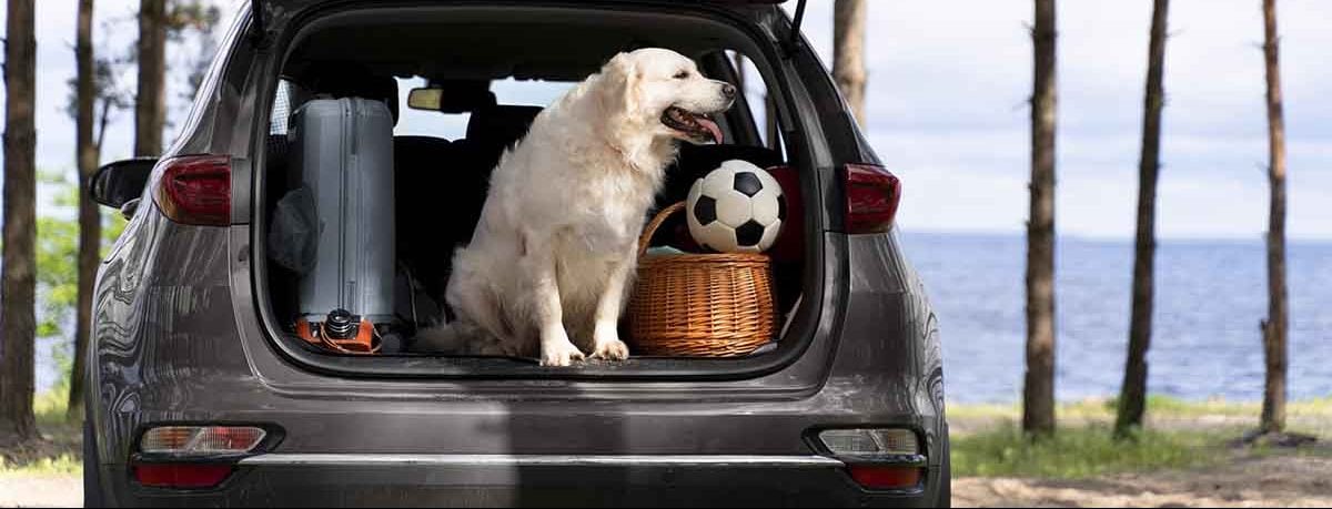 Viajar con perros