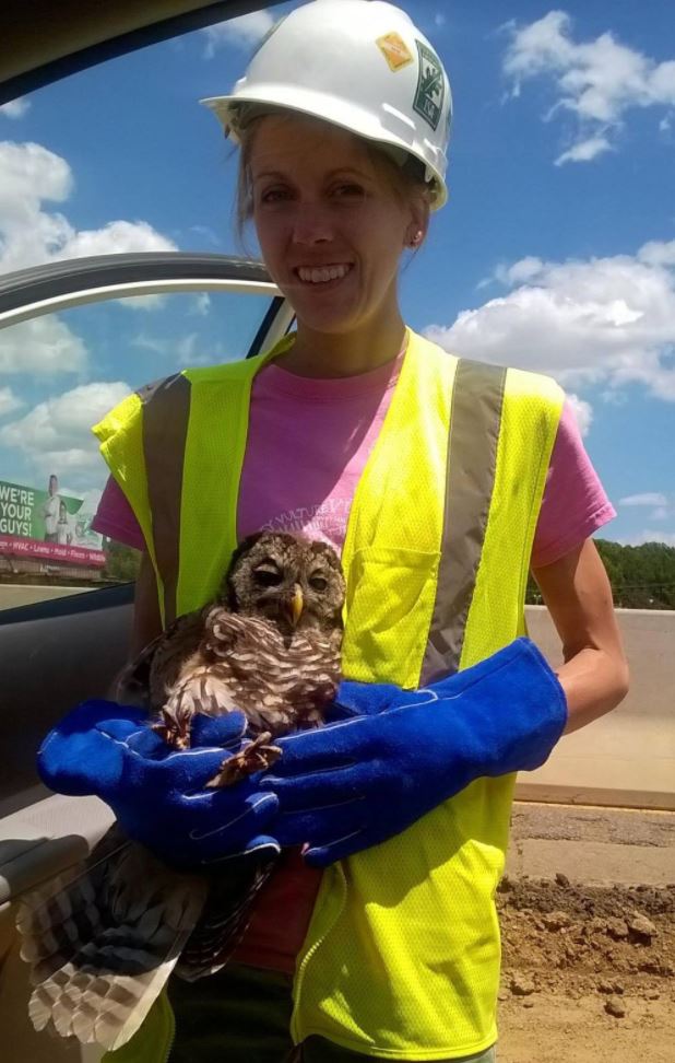 Owl in construction site