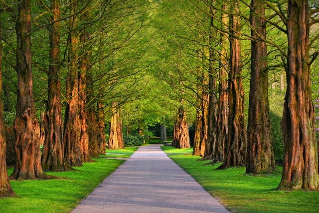 An image of a park and a path