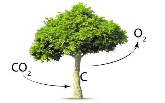 Tree circuit
