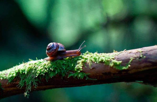 Snail on a branch