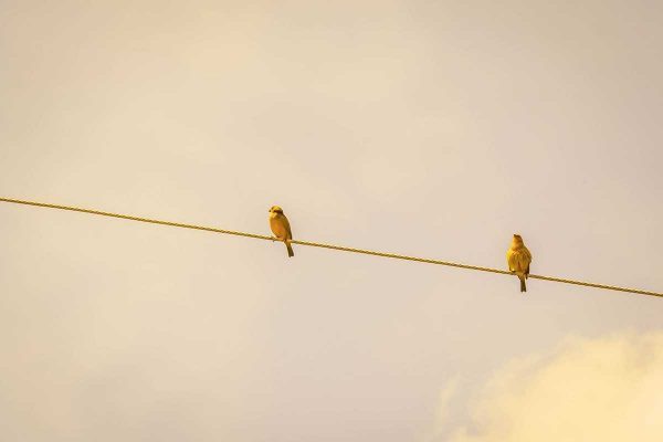 two birds on a wire