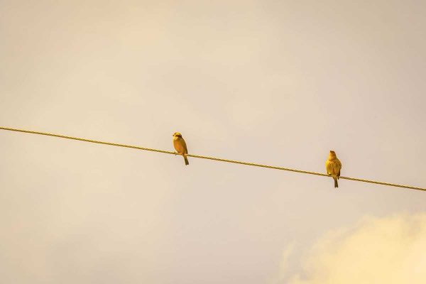 Dos pájaros en una cuerda