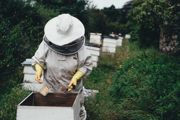 Beekeeper working in the hives.