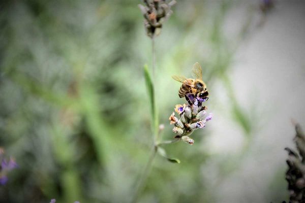 Bee perched on a flower