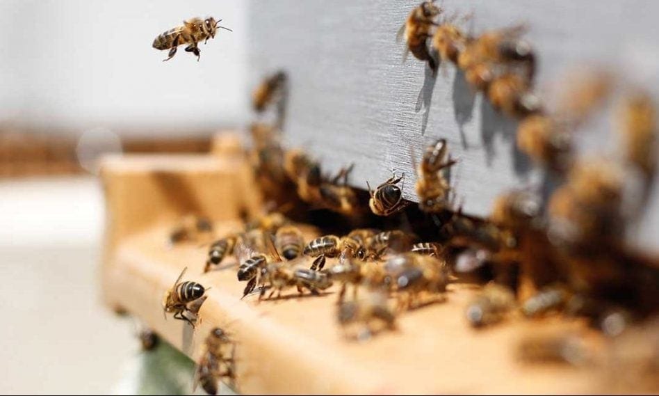 Abejas