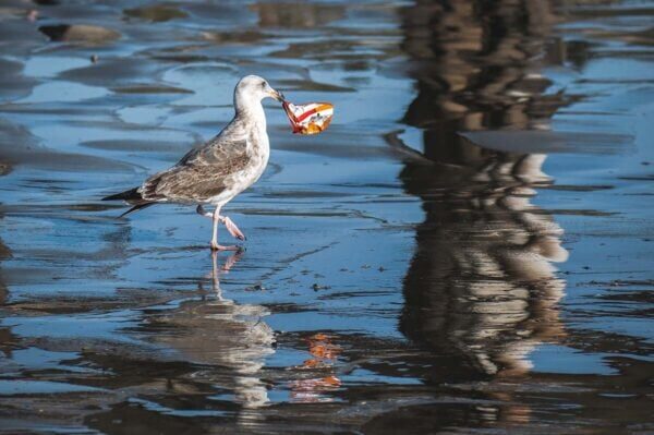 A seagull carries a plastic bag on its beak