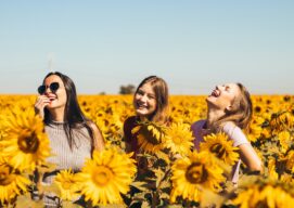 three women in a sunflower field