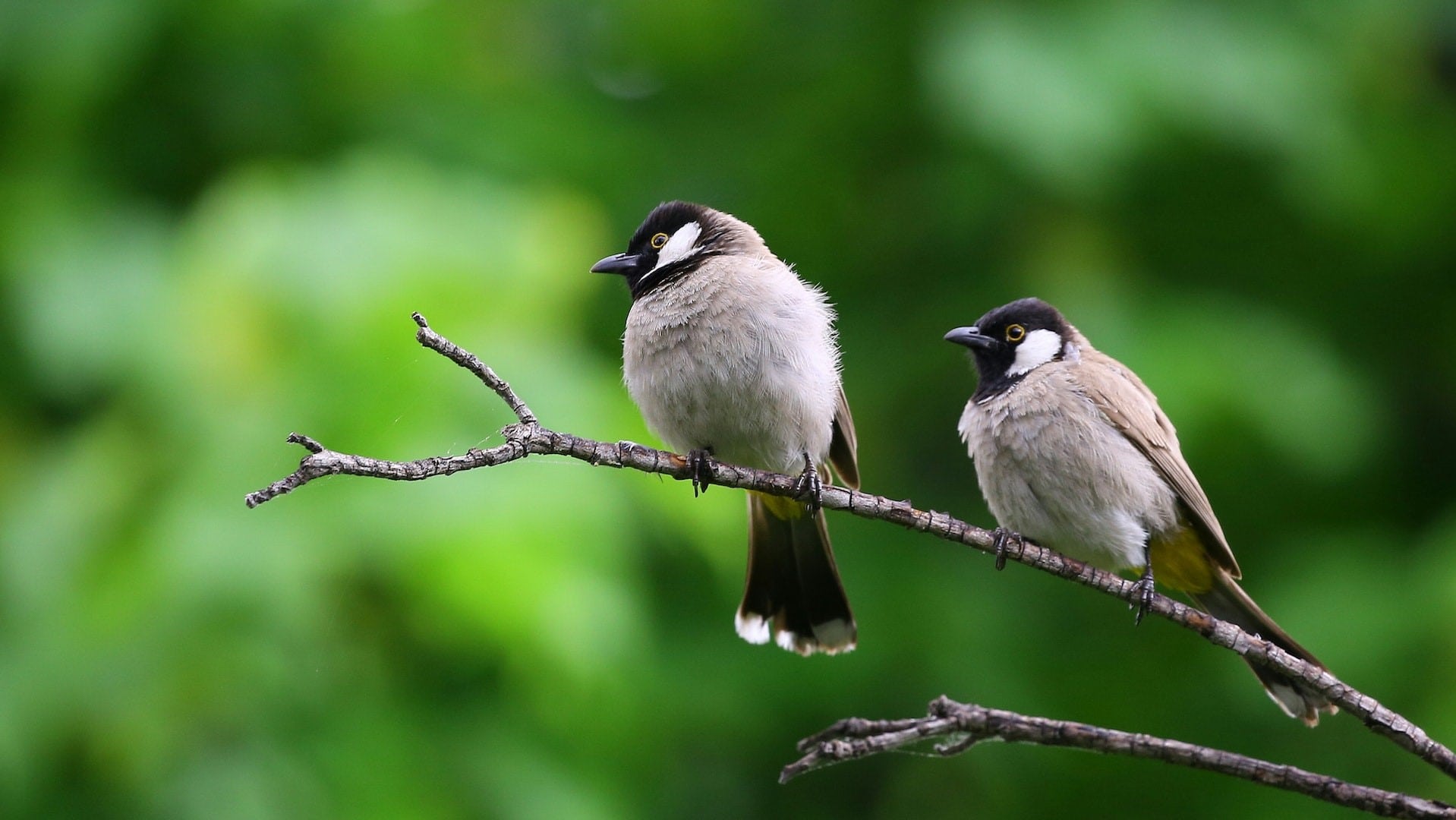 Two birds standing on a branch.