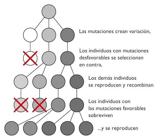 Mutaciones en la selección natural