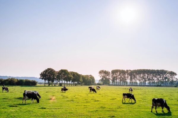 Cows grazing