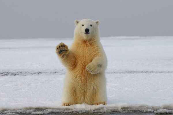 imagen de oso polar
