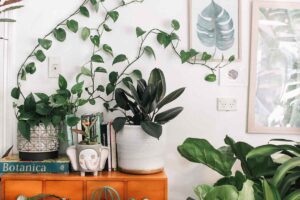 Plants inside a home.