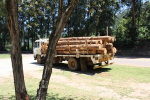 Camión transportando maderas