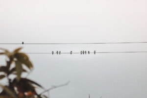 birds on a wire