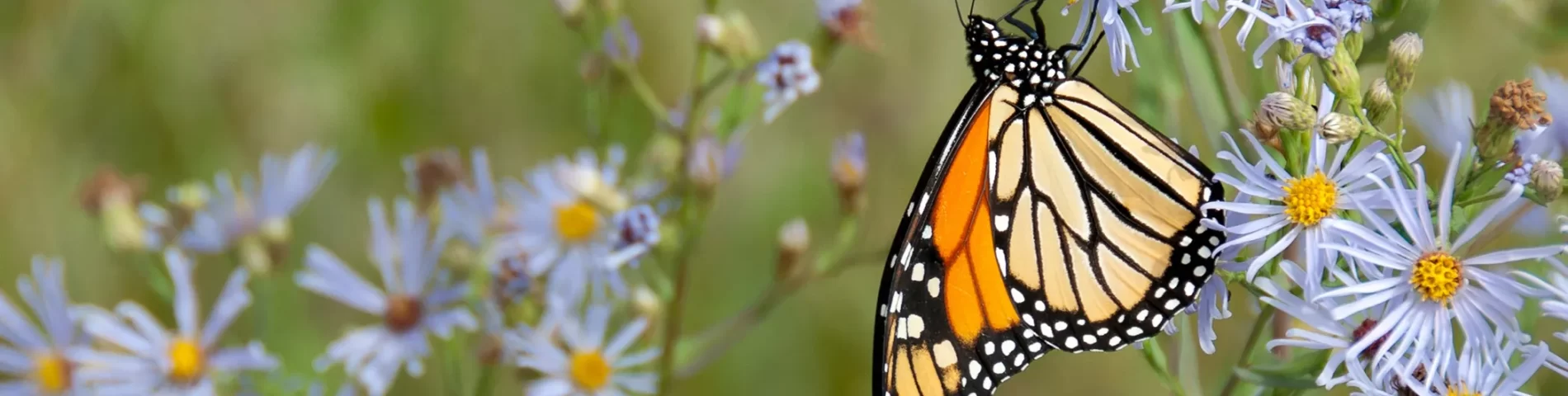 mariposa Monarca