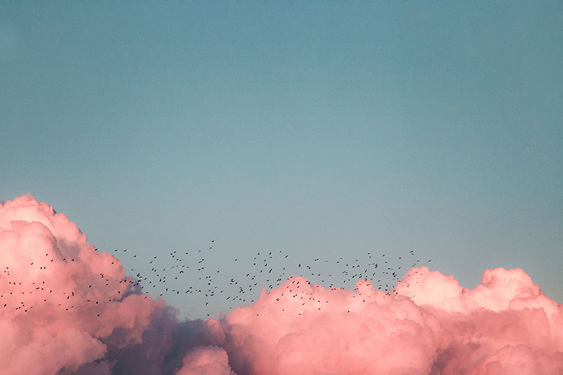 Birds flying over the clouds.